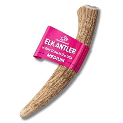 [Onward Hound] Onward Hound Elk Antlers for Dogs – Deer Antler for Dogs, 6"+ Medium Whole Natural Chew, Long Lasting for Aggressive Chewers, Premium Grade A Naturally Shed USA Elk Antlers, 1-Pack